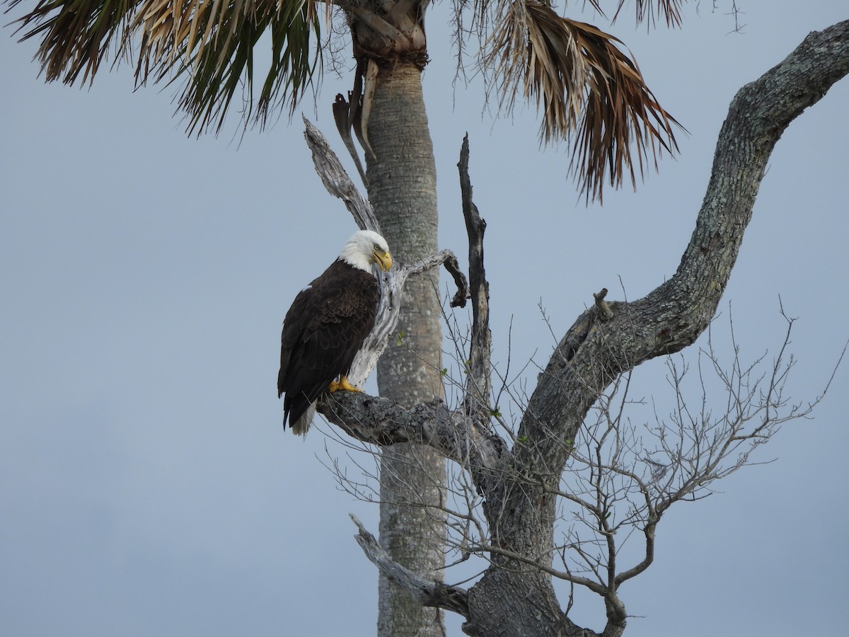 Bald Eagle - ML627708936