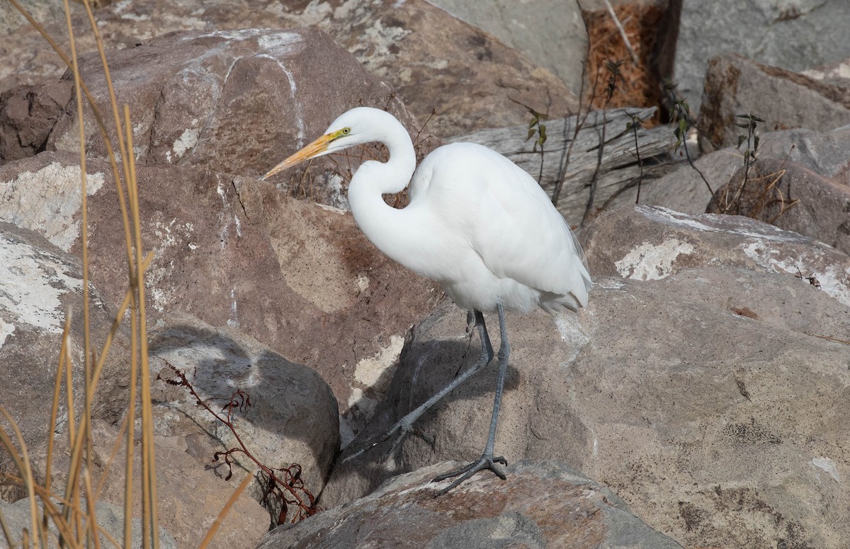 Great Egret - ML627708950