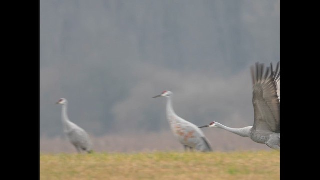 Sandhill Crane - ML627708959