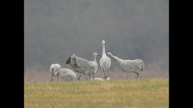 Sandhill Crane - ML627708960