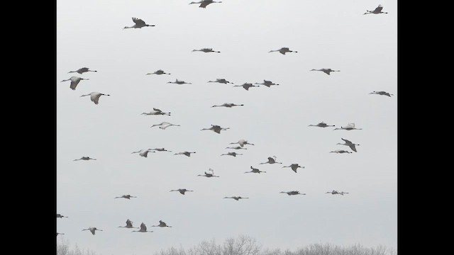 Sandhill Crane - ML627708971