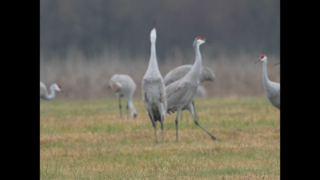 Sandhill Crane - ML627708972