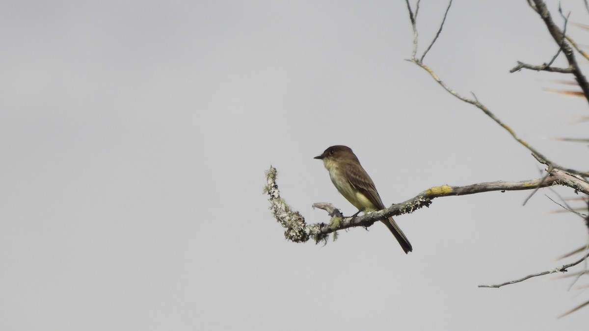 Eastern Phoebe - ML627708991