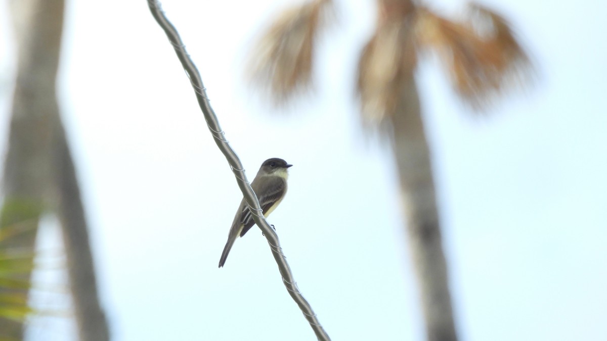 Eastern Phoebe - ML627708993