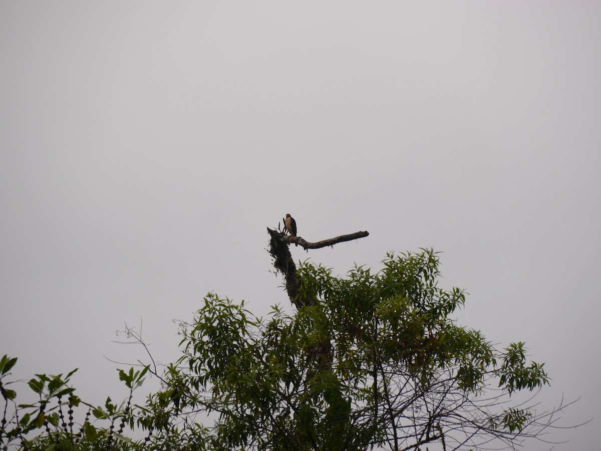 Bicolored Hawk - ML627709024