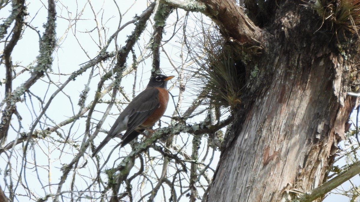 American Robin - ML627709028