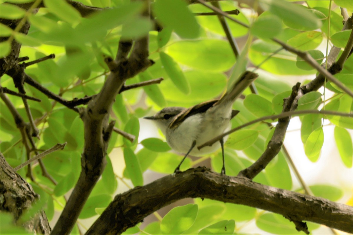 White-crested Tyrannulet (Sulphur-bellied) - ML627709033