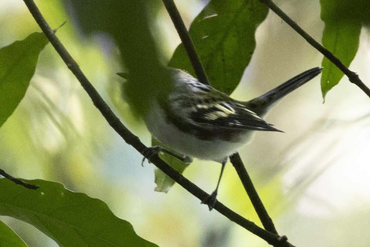 Chestnut-sided Warbler - ML627709034