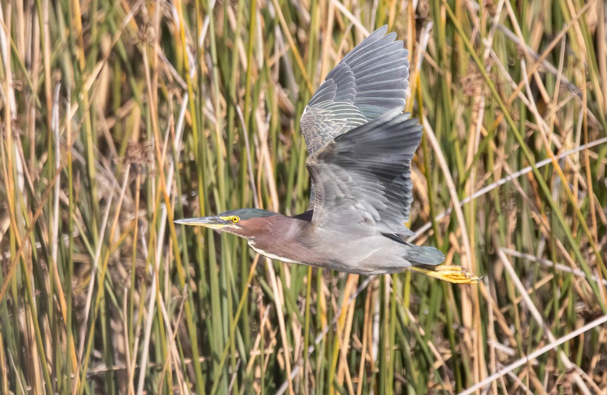 Green Heron - ML627709041