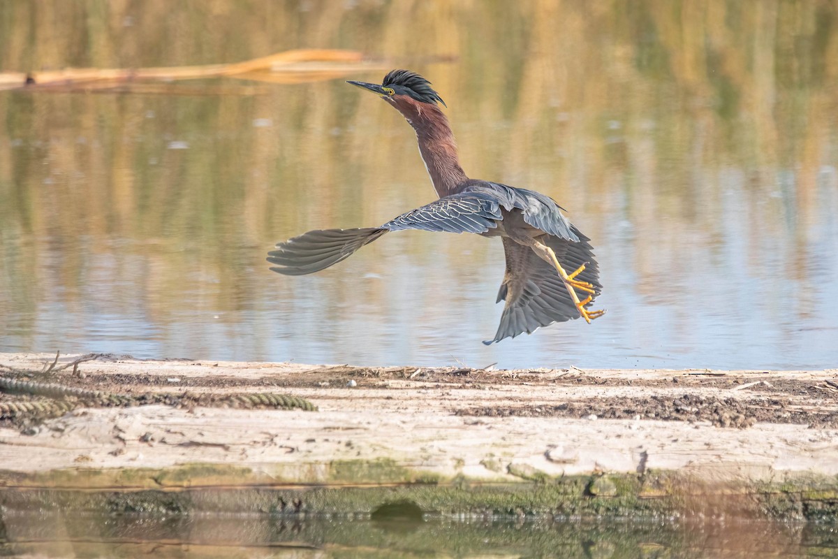 Green Heron - ML627709043