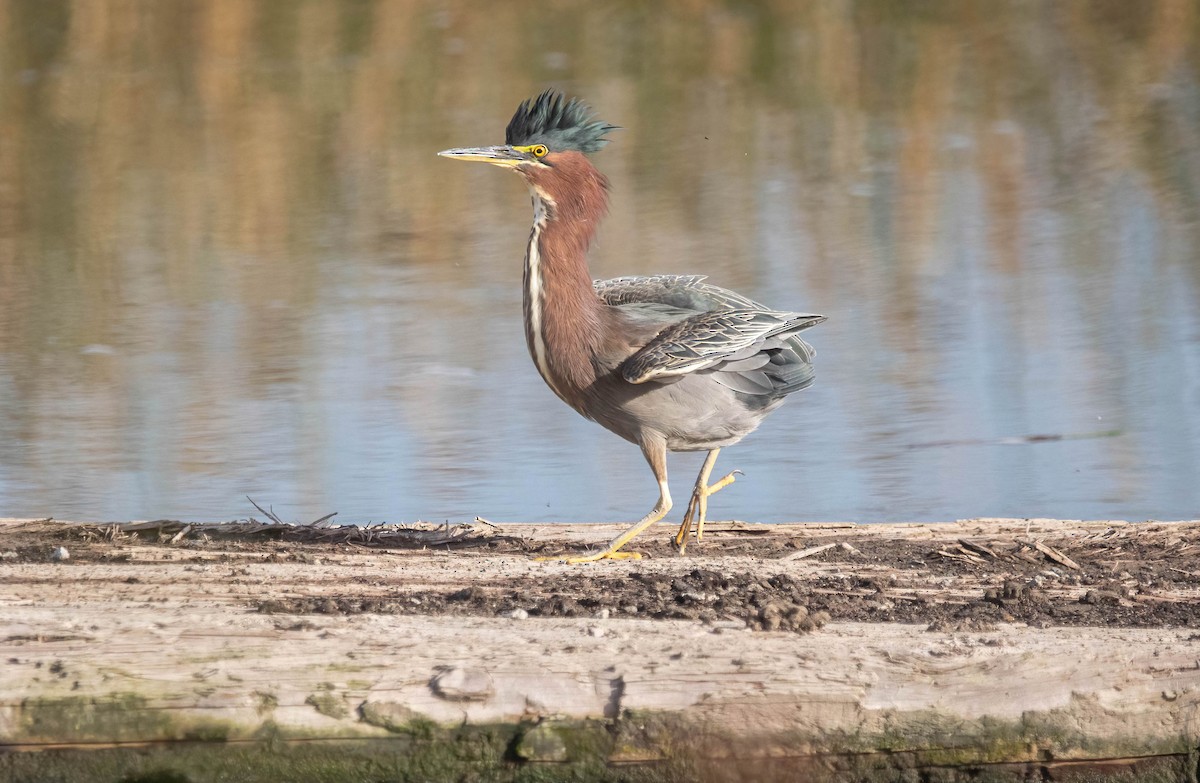 Green Heron - ML627709044