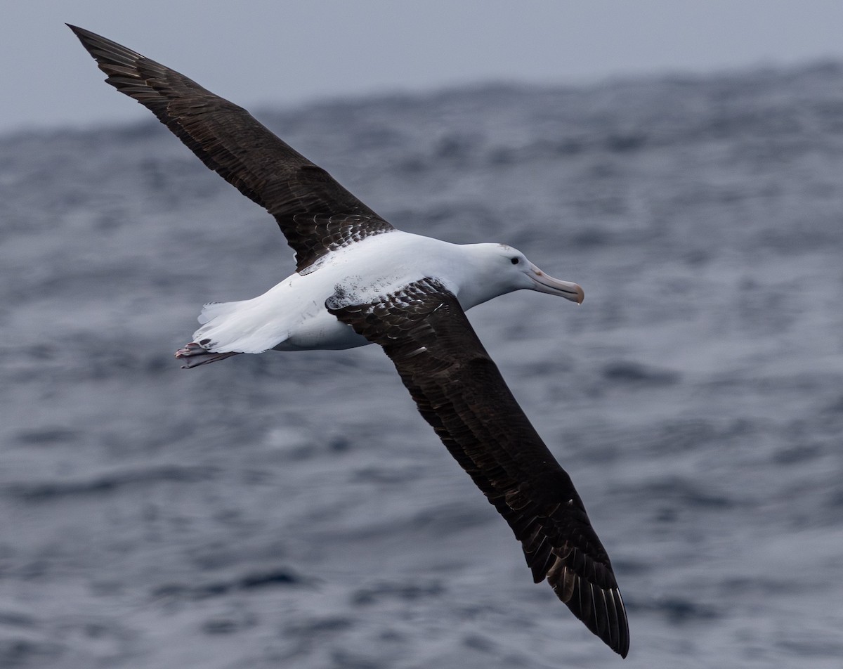 Northern Royal Albatross - ML627709056