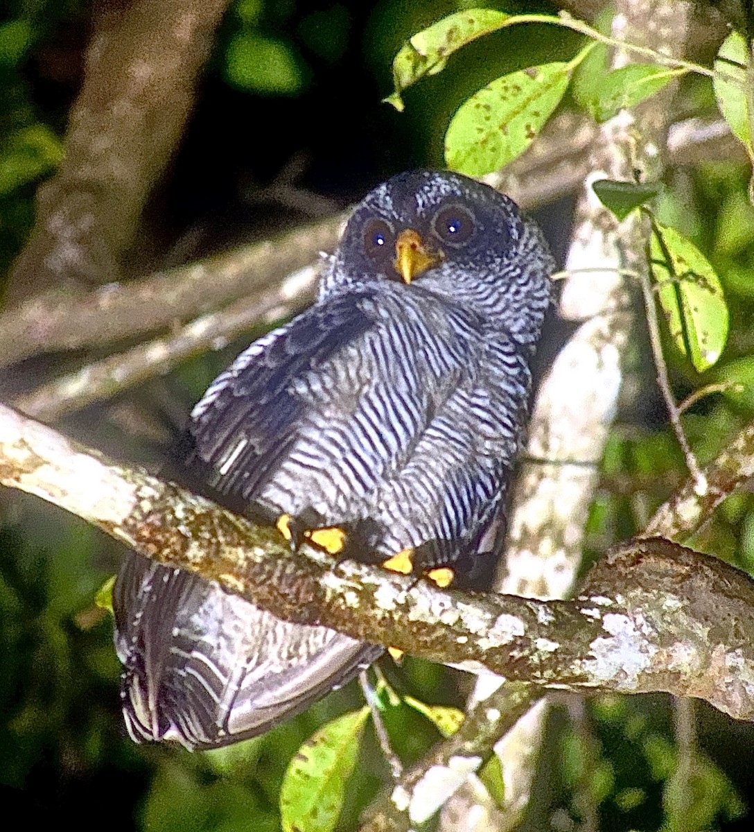 Black-and-white Owl - ML627709092