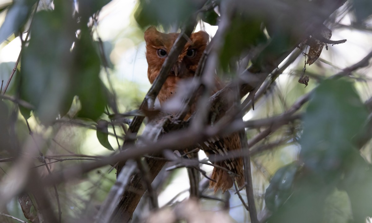 Sokoke Scops-Owl - ML627709096