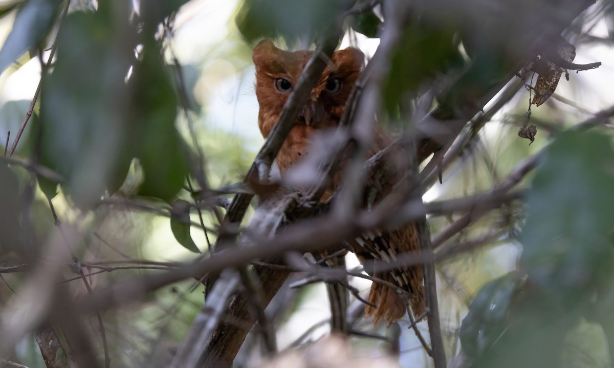 Sokoke Scops-Owl - ML627709097