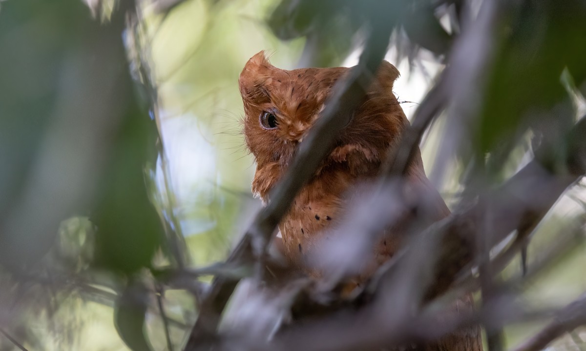 Sokoke Scops-Owl - ML627709098