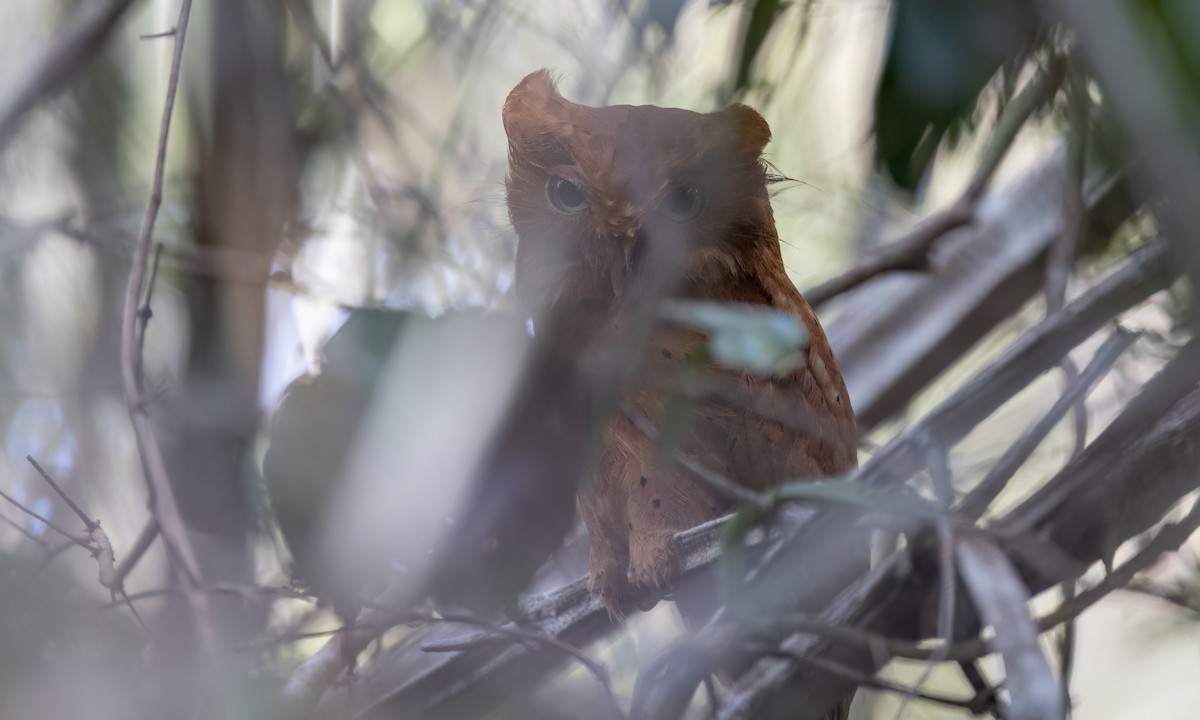 Sokoke Scops-Owl - ML627709099