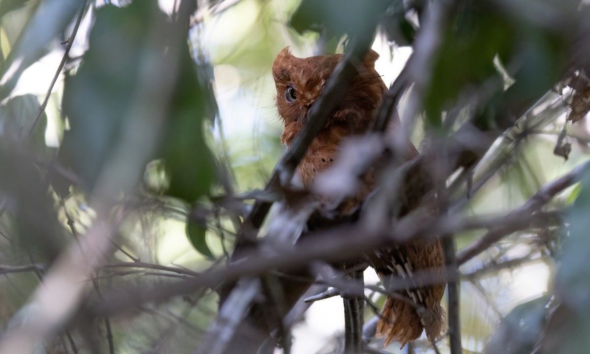 Sokoke Scops-Owl - ML627709100