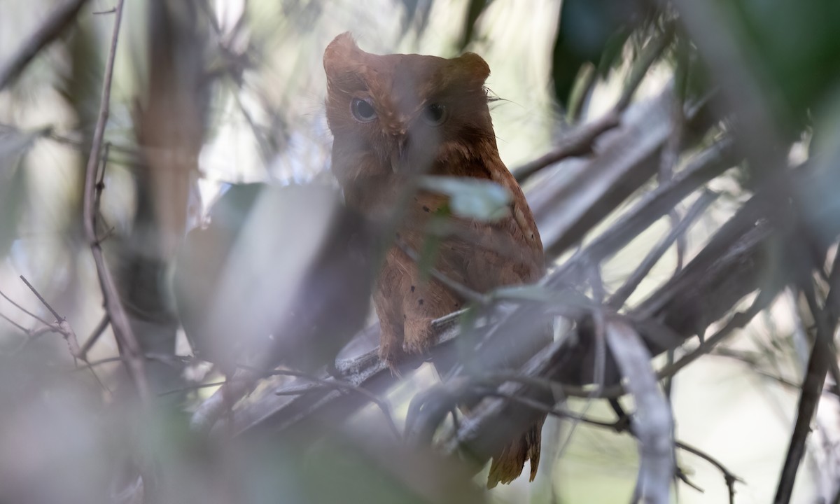 Sokoke Scops-Owl - ML627709101