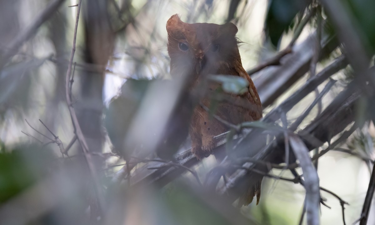 Sokoke Scops-Owl - ML627709102