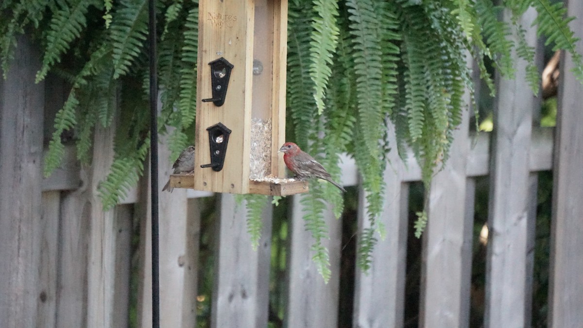 House Finch - ML627709107