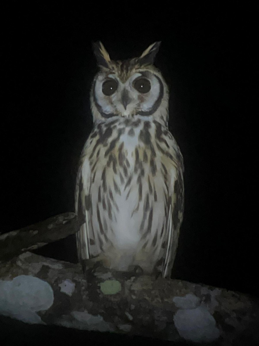 Striped Owl - ML627709108