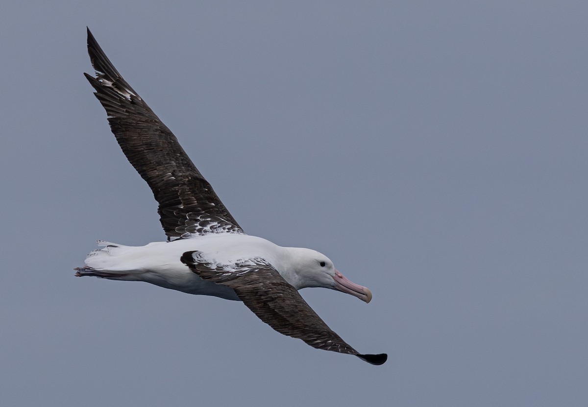 Southern Royal Albatross - ML627709122