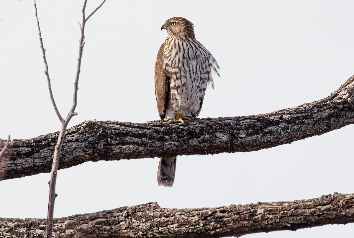 Cooper's Hawk - ML627709123