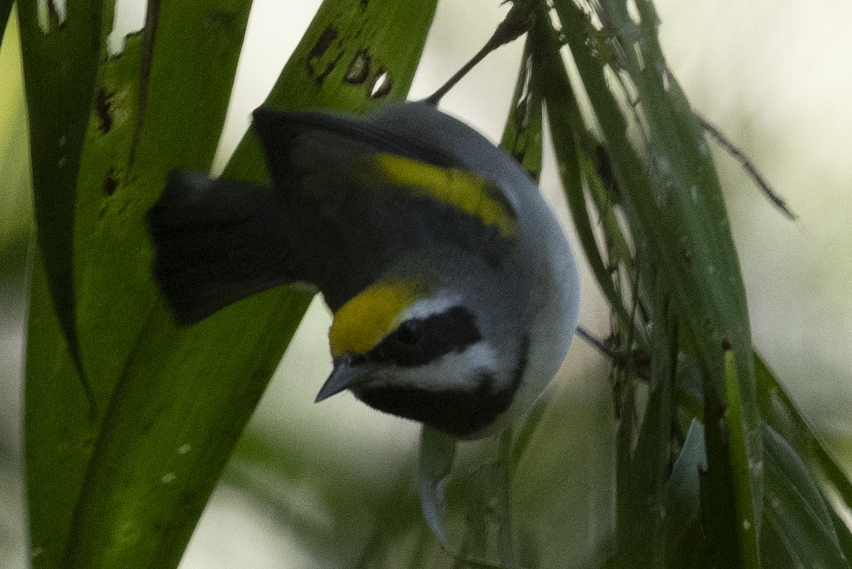 Golden-winged Warbler - ML627709131