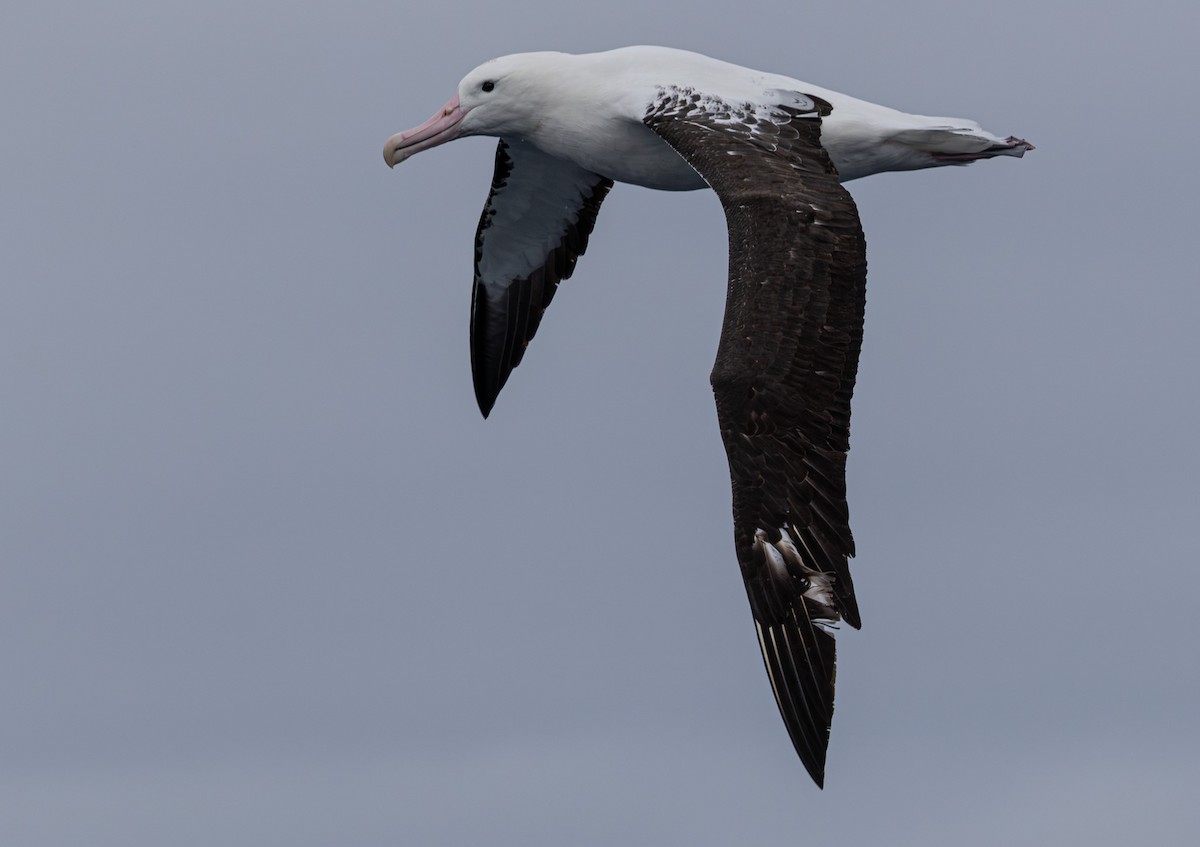 Northern Royal Albatross - ML627709134