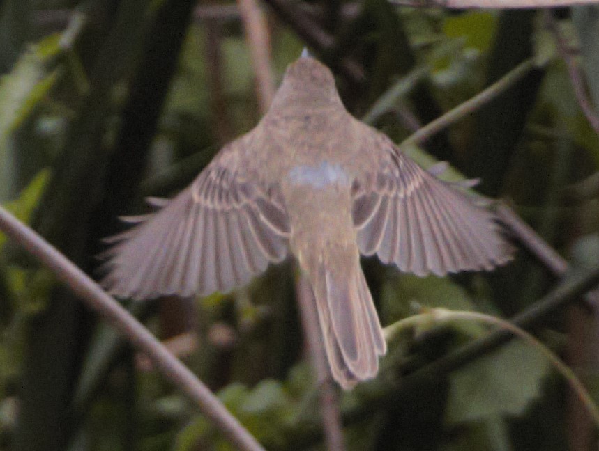 Tickersumpftyrann - ML627709140