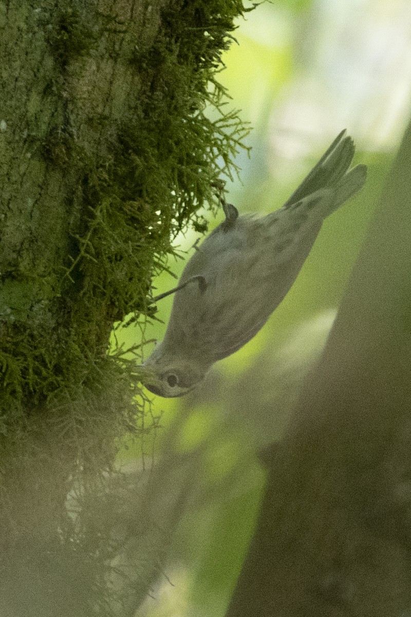 Black-and-white Warbler - ML627709152