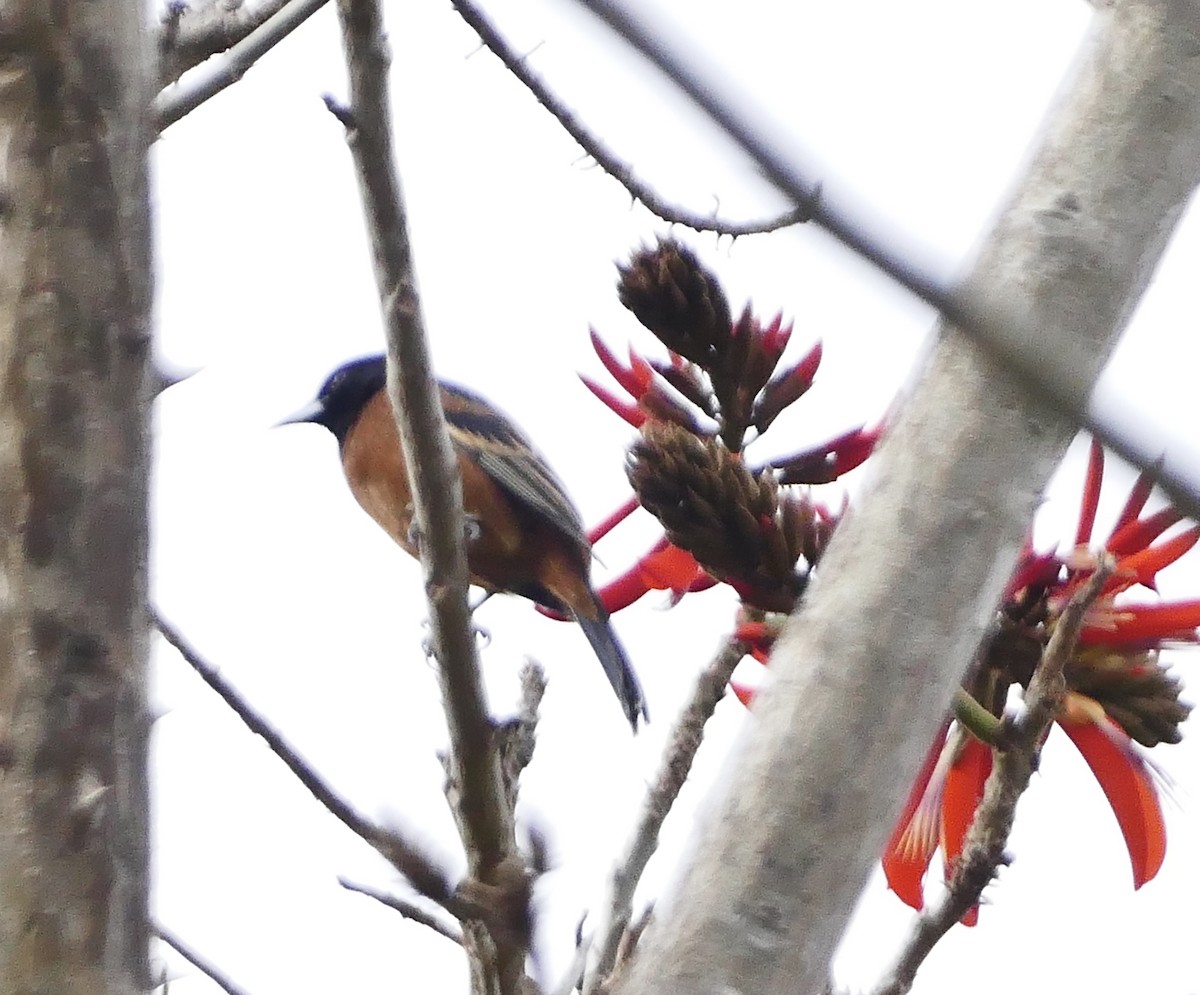 Orchard Oriole - ML627709183