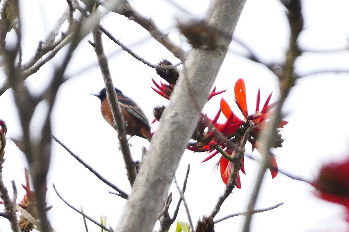 Orchard Oriole - ML627709184