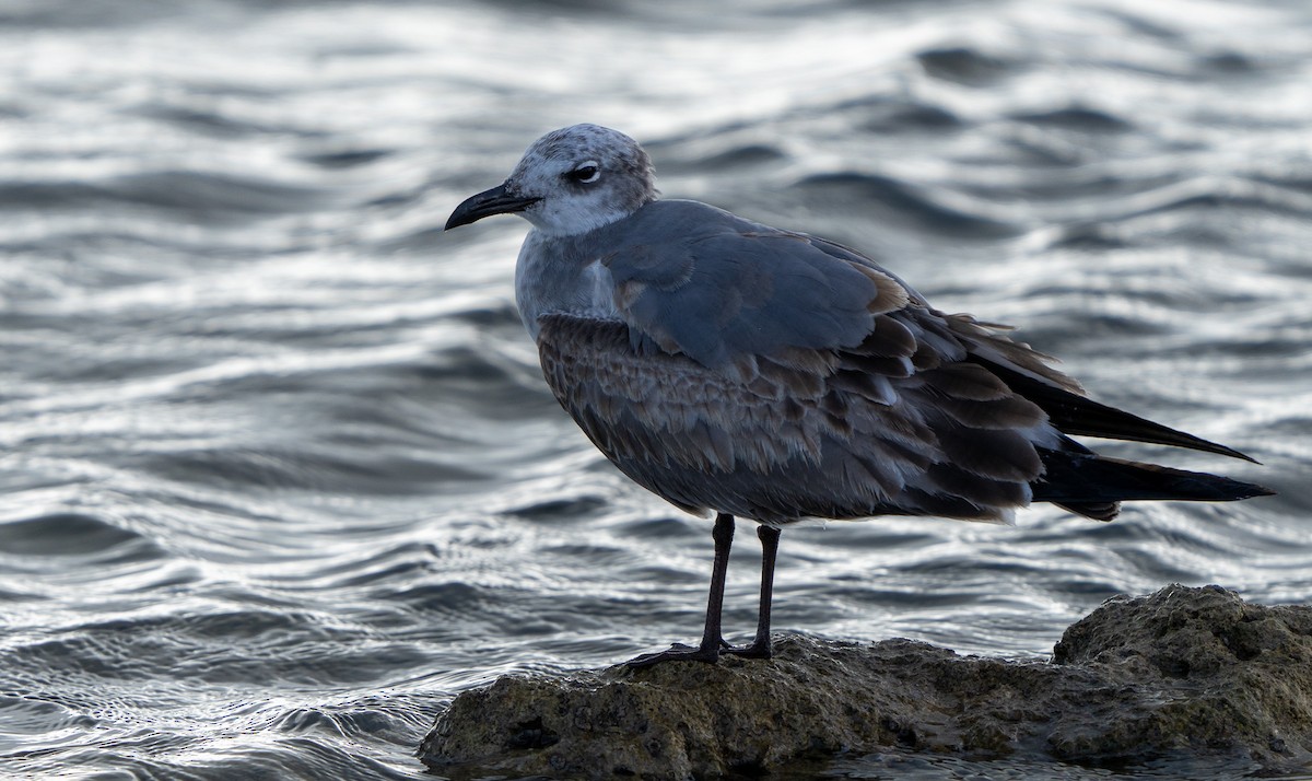 Laughing Gull - ML627709201