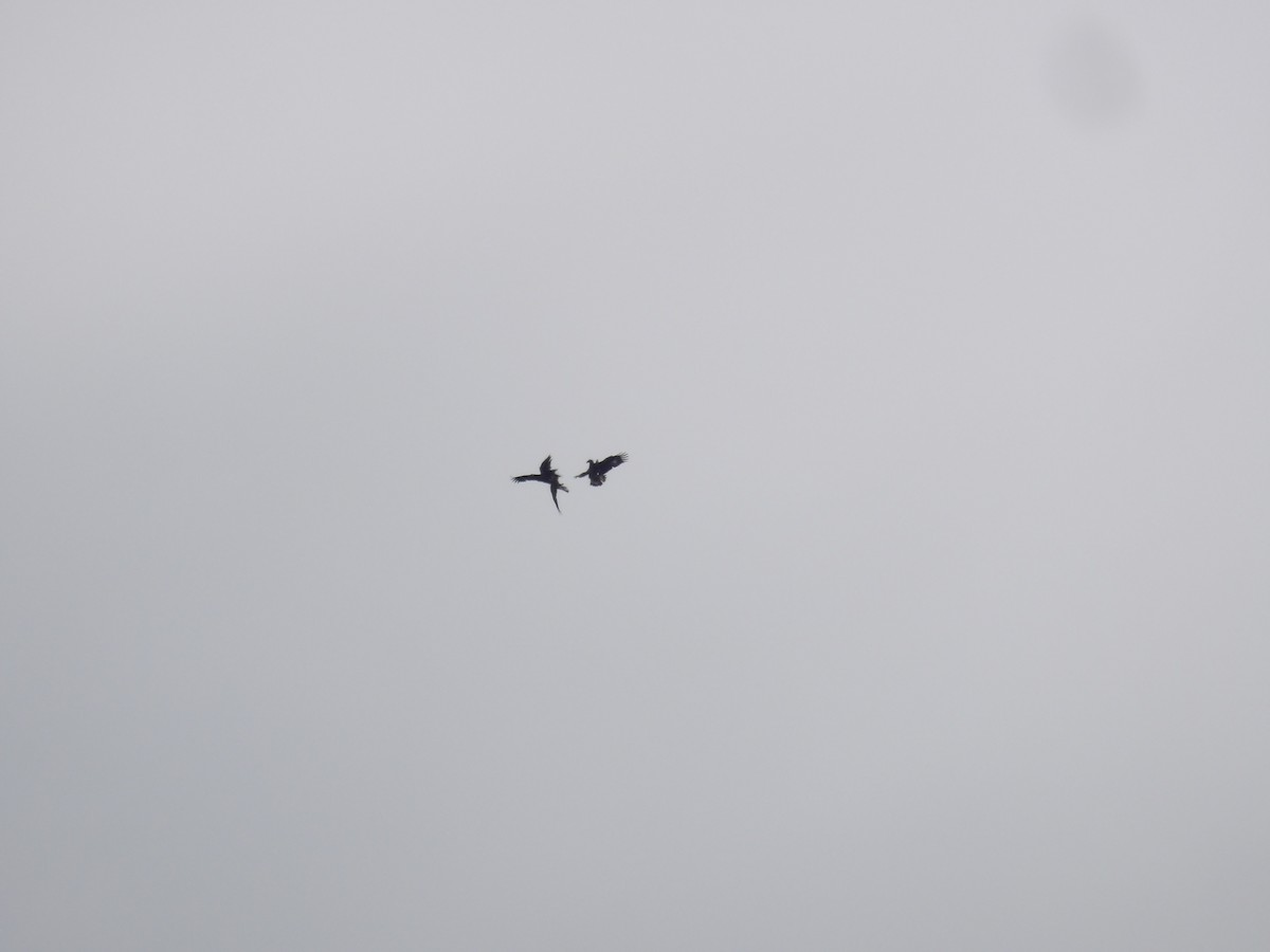 Golden Eagle - ML627709210
