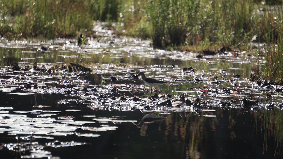Solitary Sandpiper - ML627709221