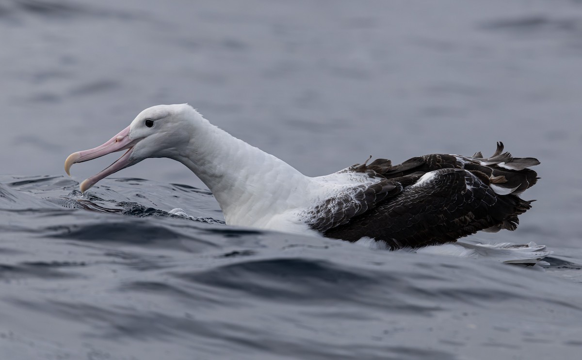 Southern Royal Albatross - ML627709224