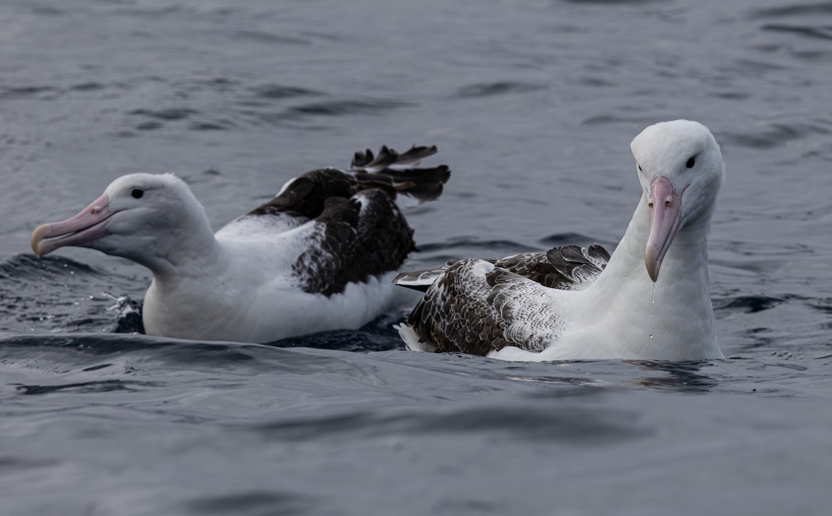 Southern Royal Albatross - ML627709225