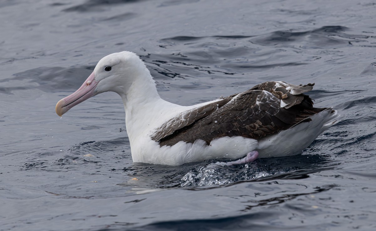 Southern Royal Albatross - ML627709226