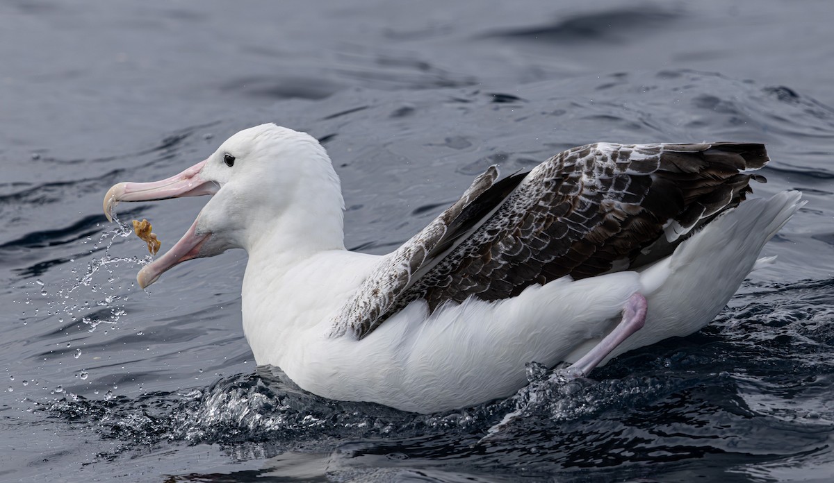 Southern Royal Albatross - ML627709227