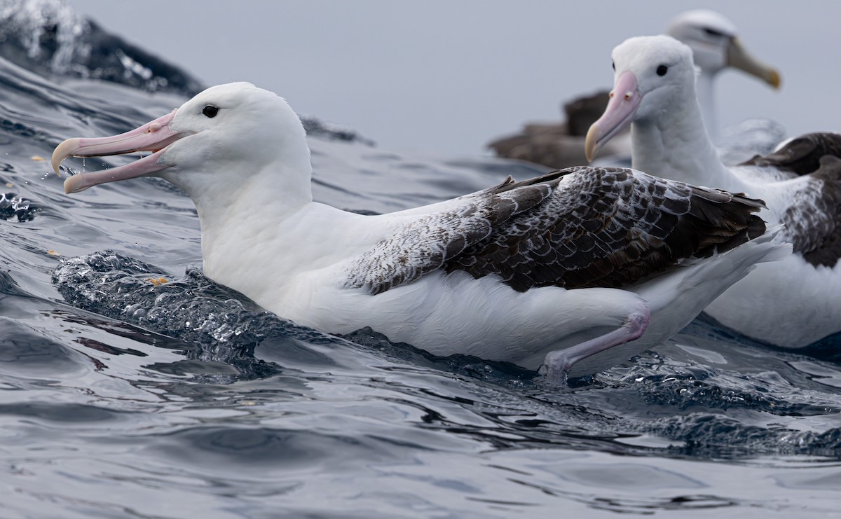 Southern Royal Albatross - ML627709228