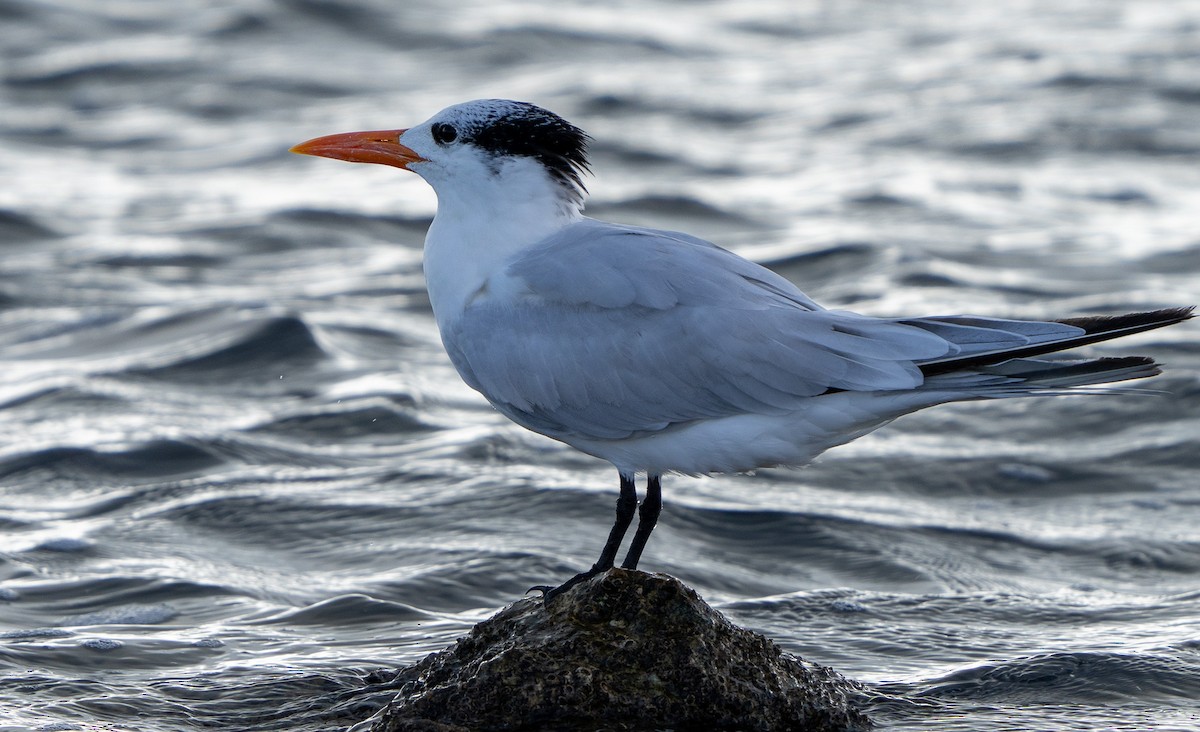 Royal Tern - ML627709234