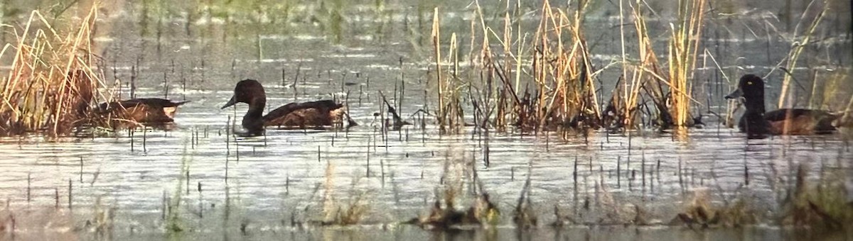 Ferruginous Duck - ML627709251