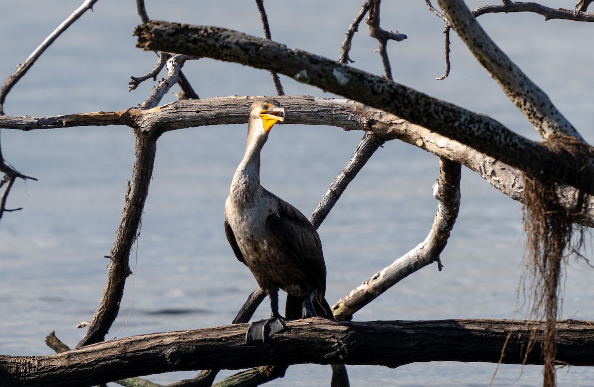 Double-crested Cormorant - ML627709262