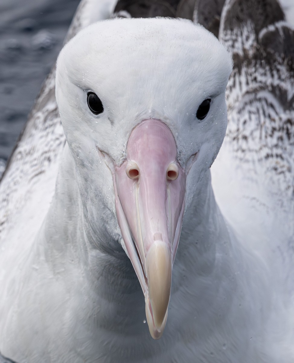 Southern Royal Albatross - ML627709271