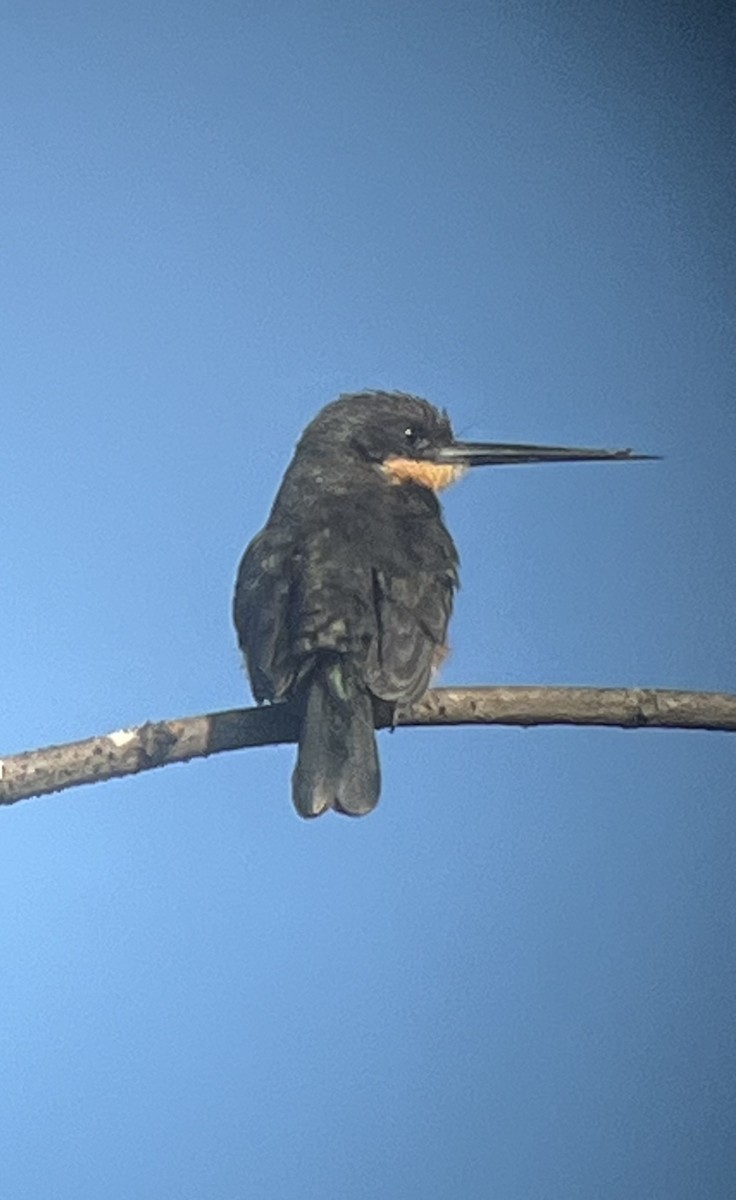Dusky-backed Jacamar - ML627709277