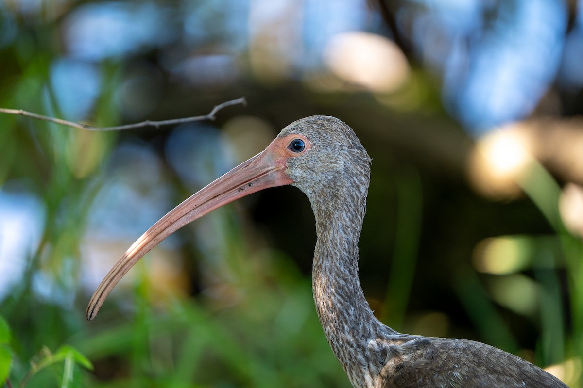 White Ibis - ML627709278