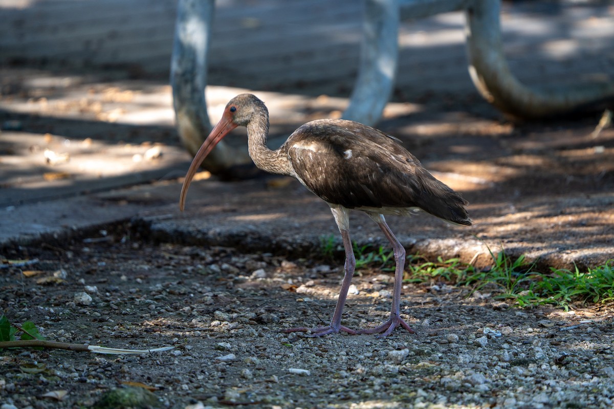 White Ibis - ML627709279