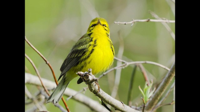 Prairie Warbler - ML627709280